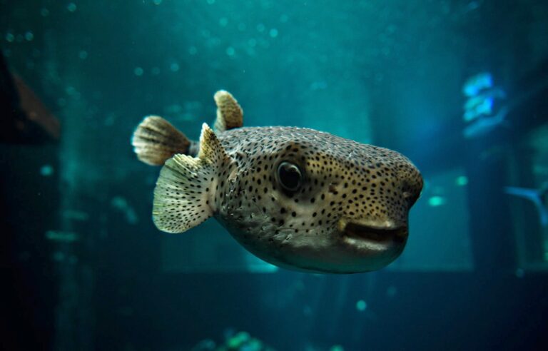 Fish Feeding - ʻAlohilani